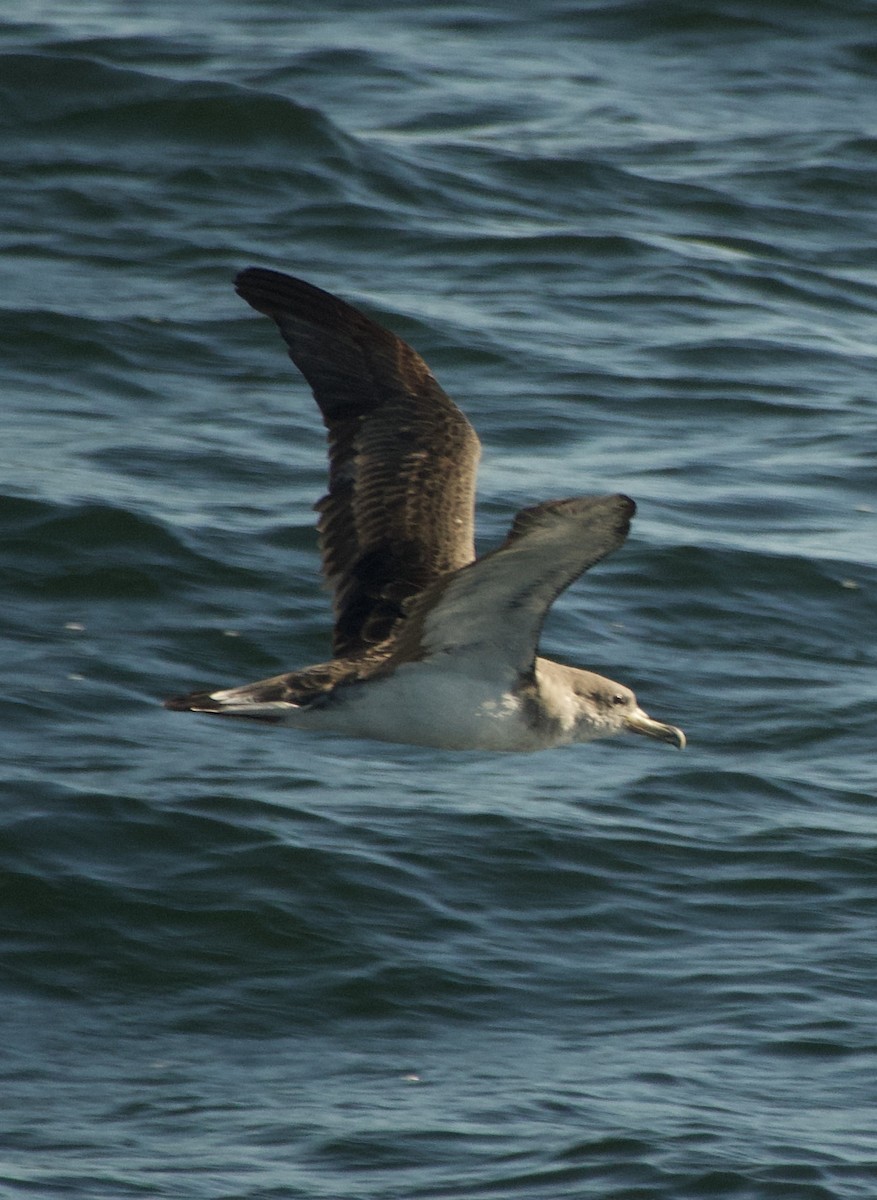 Cory's Shearwater - ML644857907