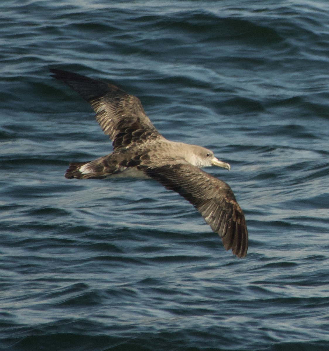 Cory's Shearwater - ML644857908