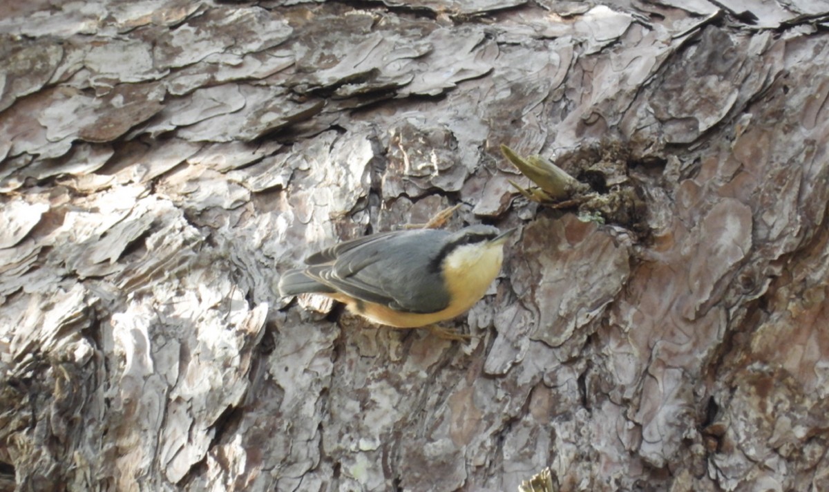 Garrapo eurasiarra - ML644857911