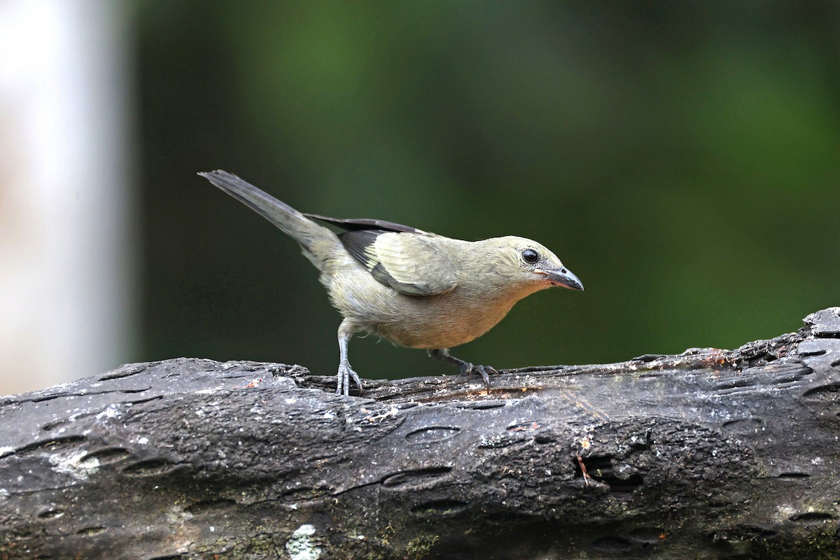 Tangara des palmiers - ML644857957
