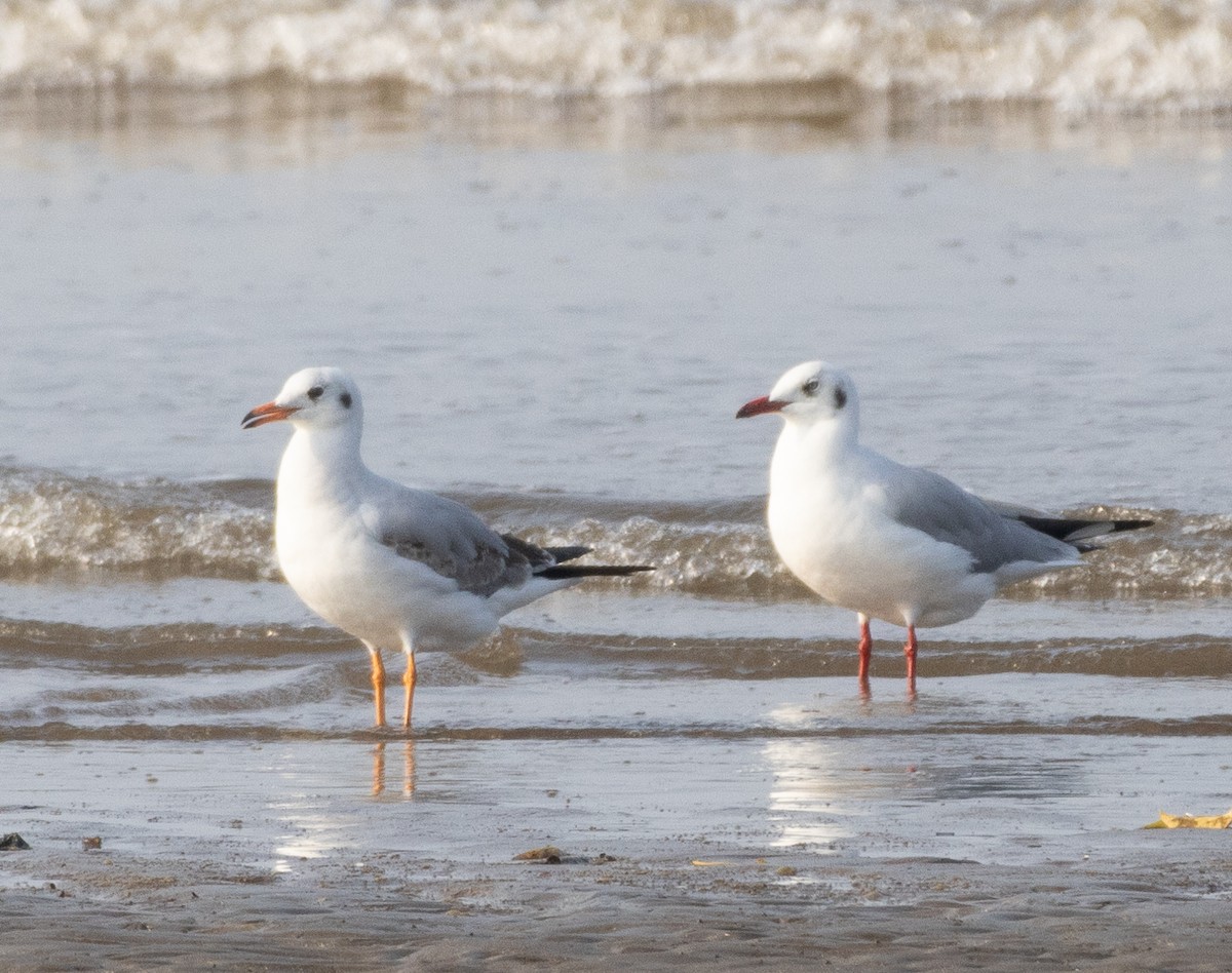 racek hnědohlavý - ML644857962