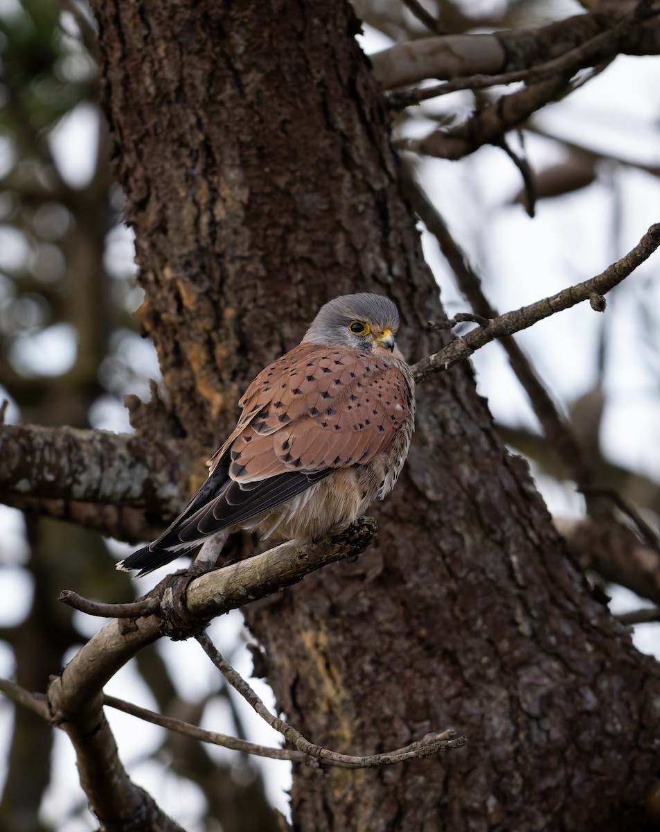 Eurasian Kestrel - ML644857998