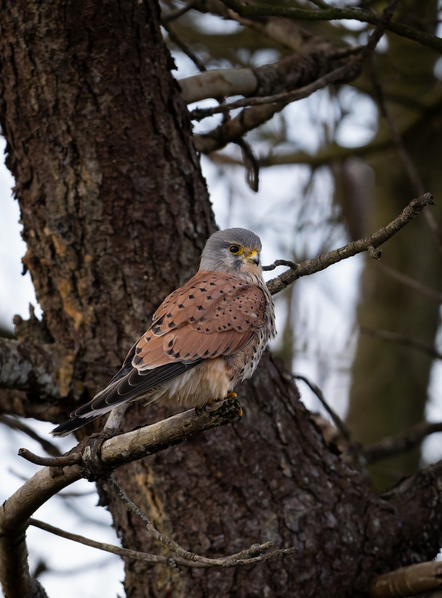 Eurasian Kestrel - ML644857999