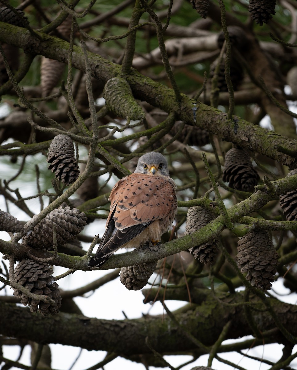 Eurasian Kestrel - ML644858000
