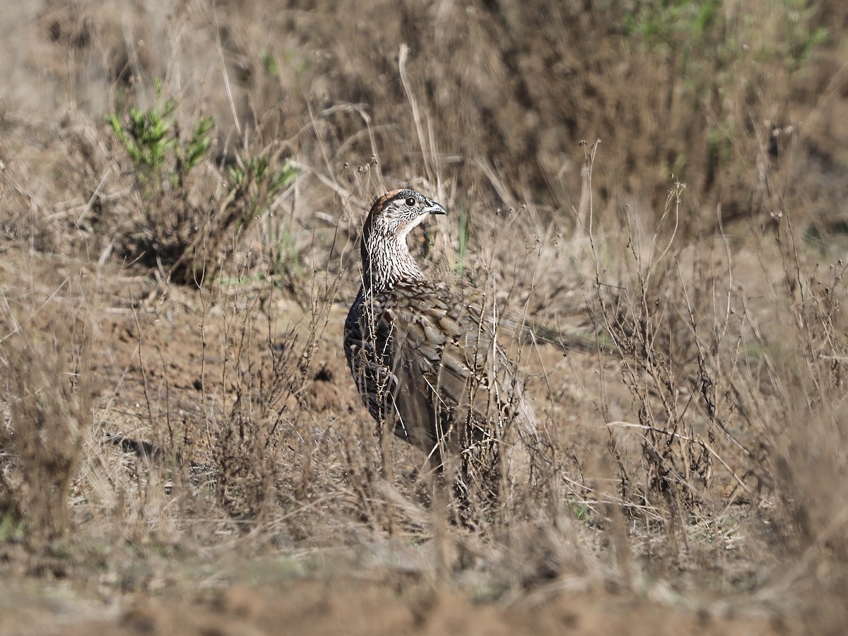 Francolin d'Erckel - ML644858052