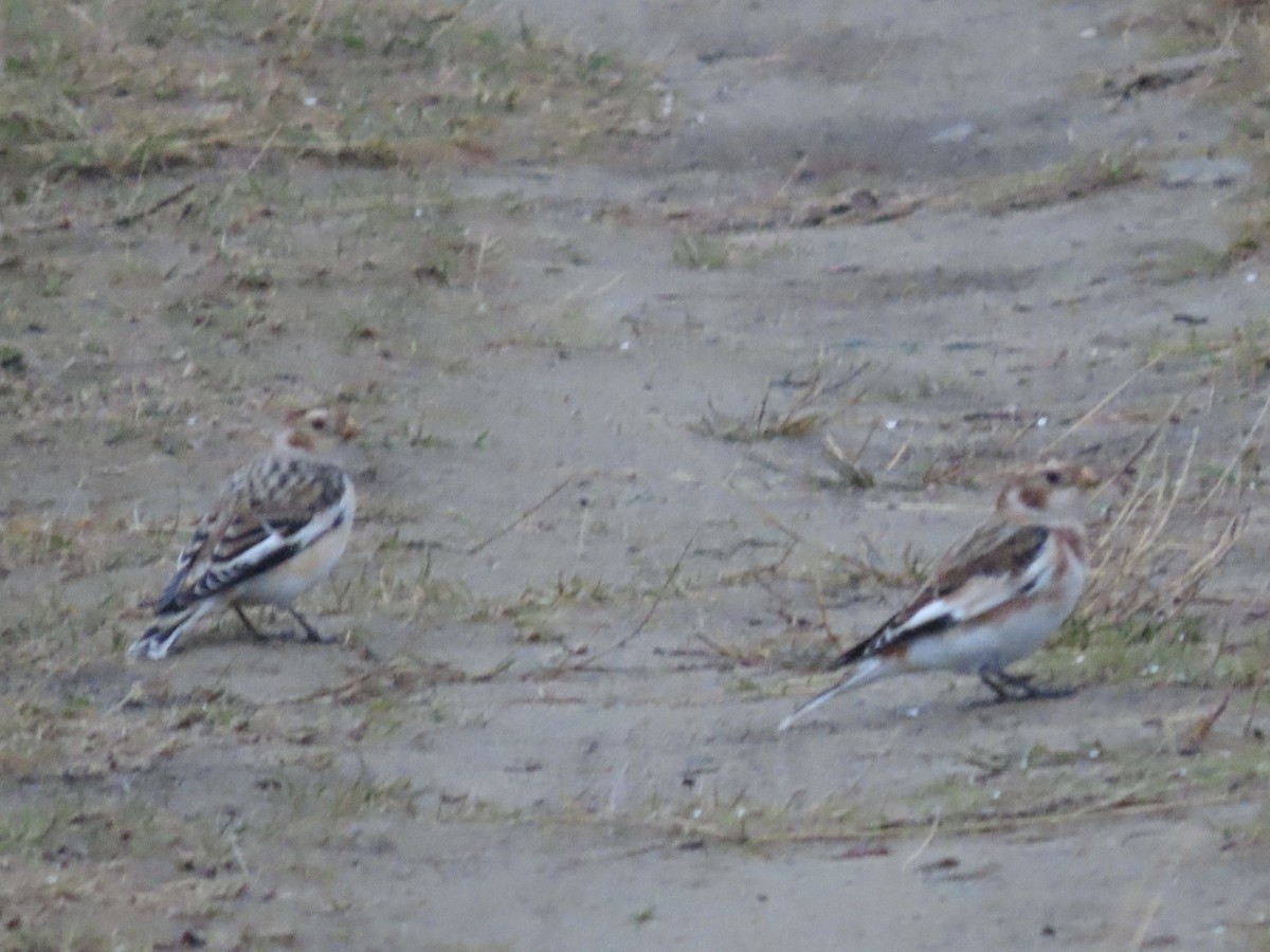 Snow Bunting - ML644858053