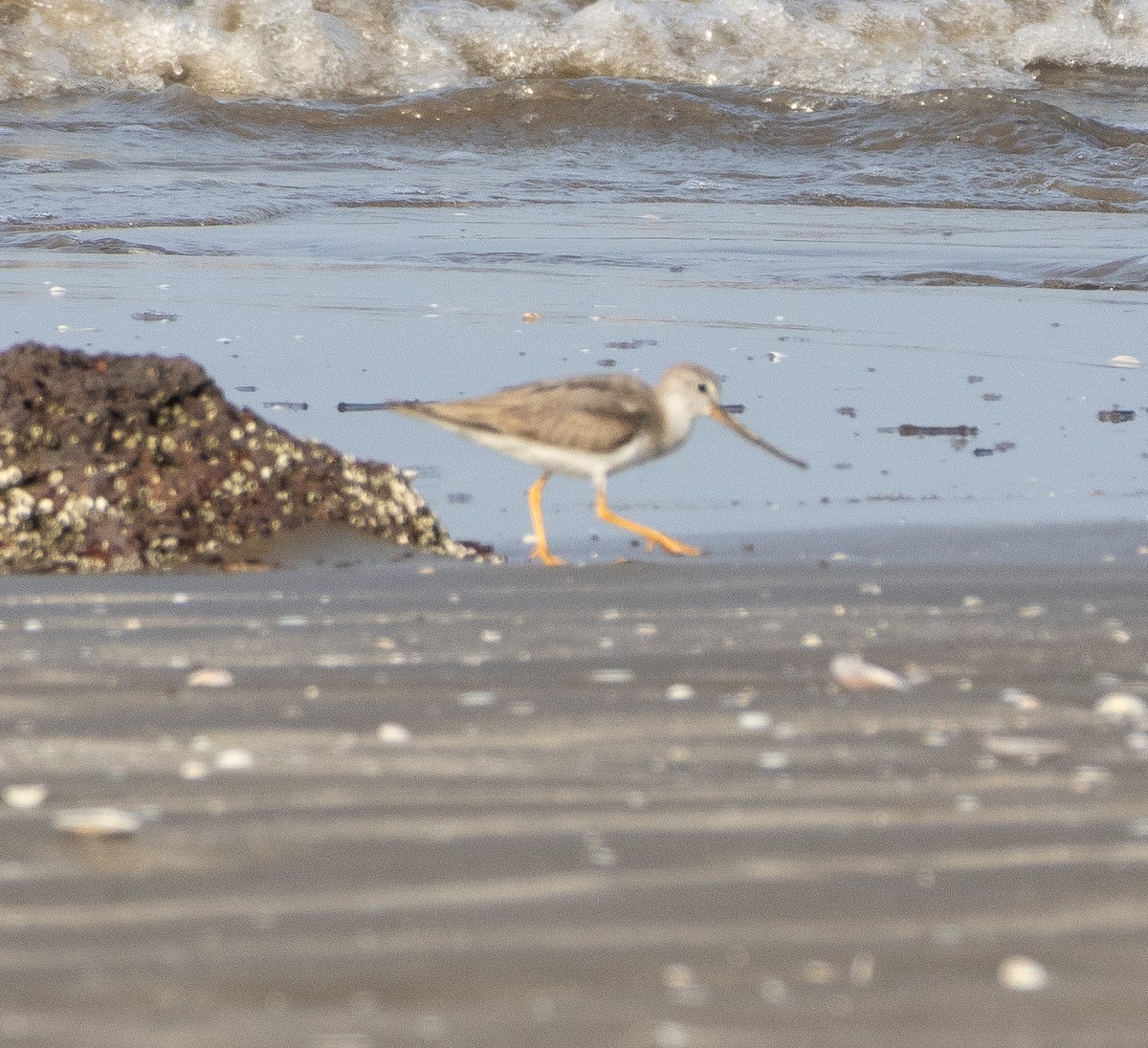 反嘴鷸 - ML644858054