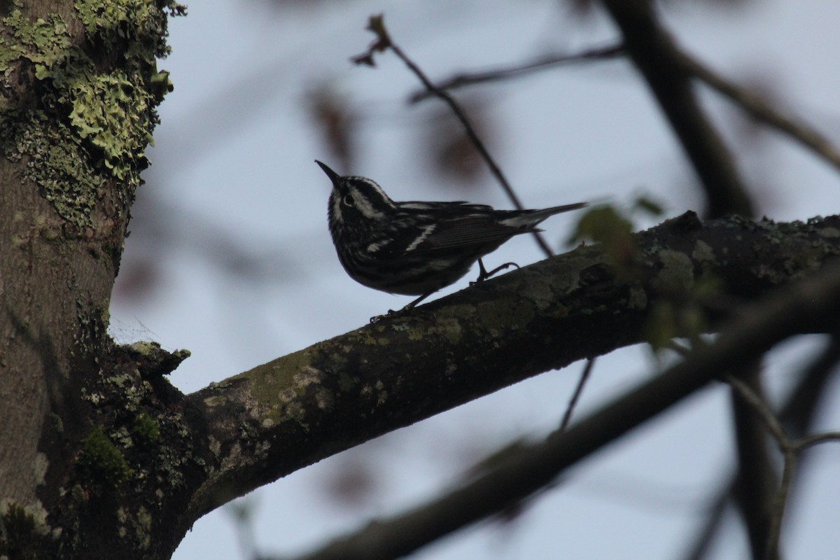 Black-and-white Warbler - ML644858060