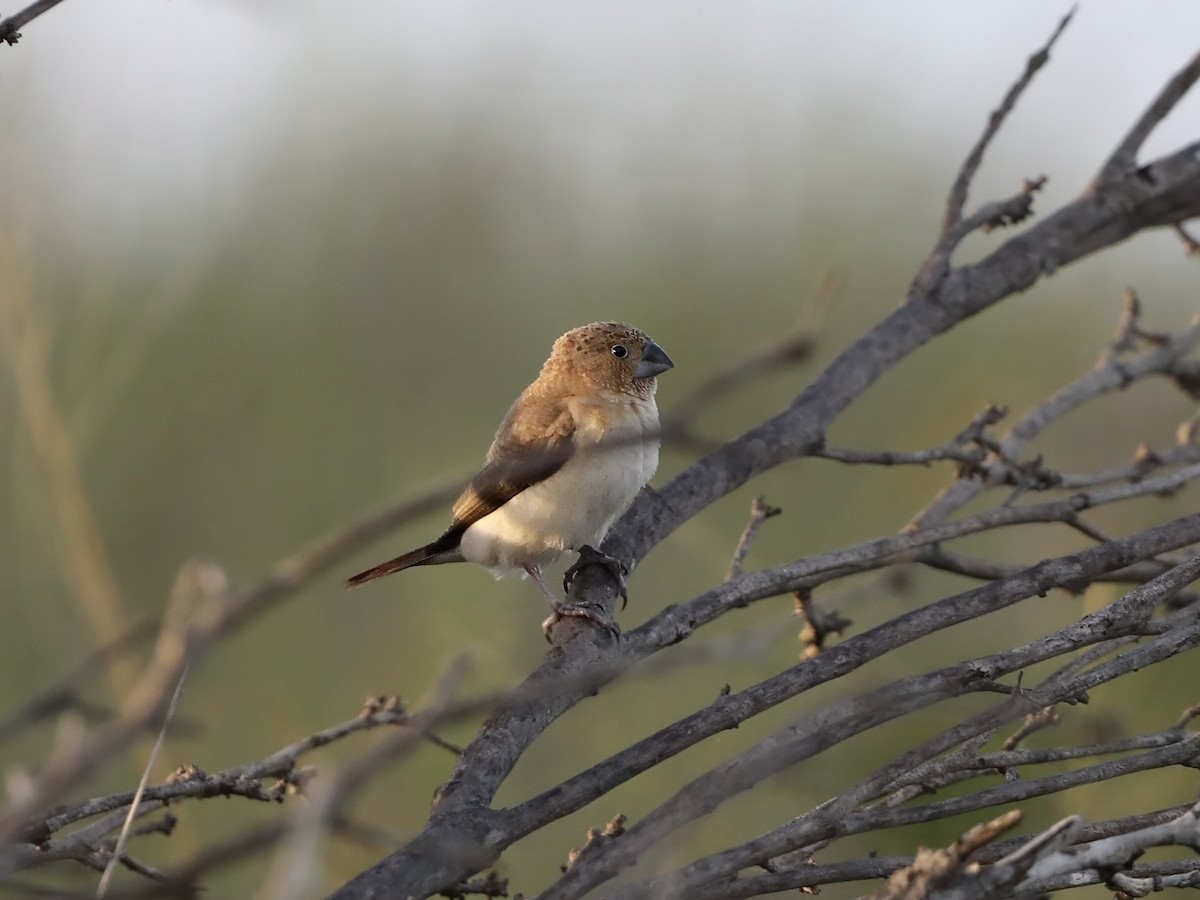 African Silverbill - ML644858061