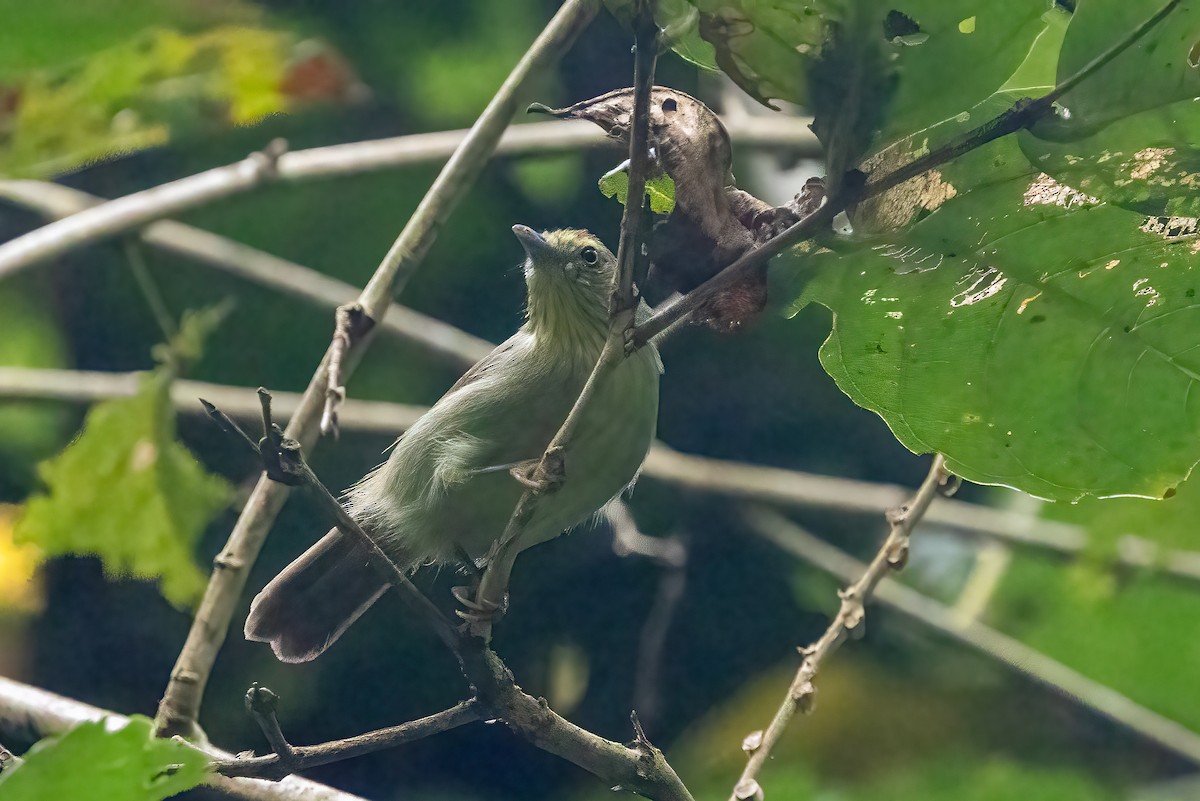 ムナフムシクイチメドリ - ML644858067