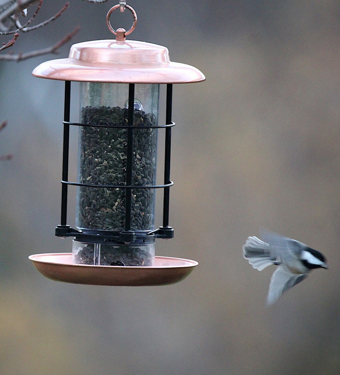 アメリカコガラ - ML644858074