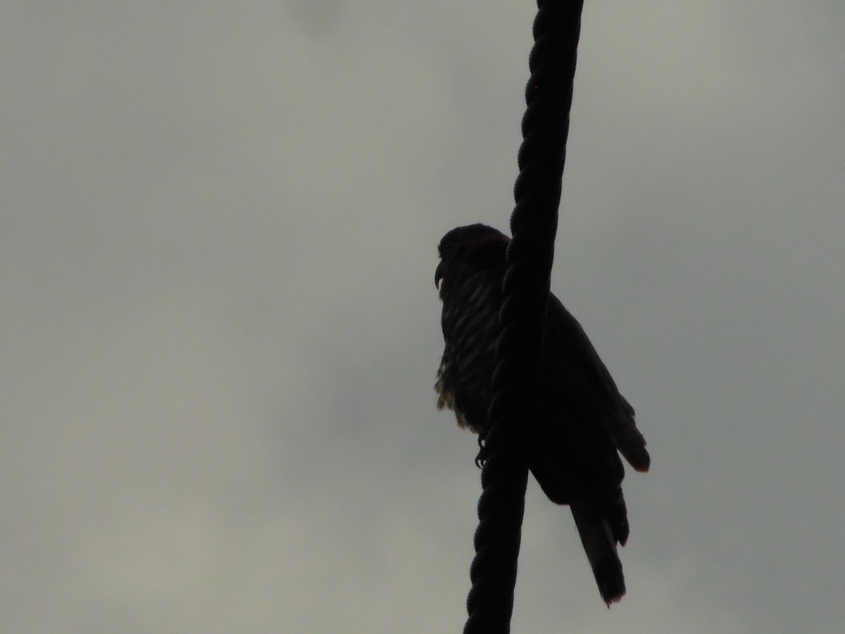 Hook-billed Kite - ML644858085