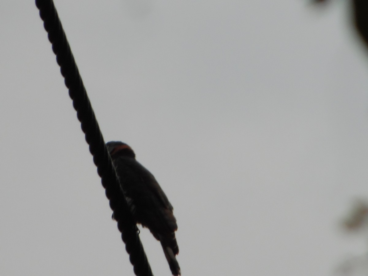 Hook-billed Kite - ML644858086