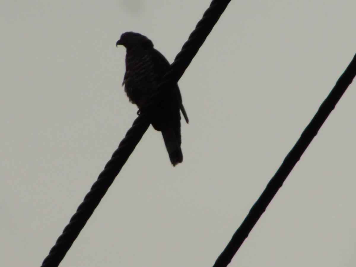 Hook-billed Kite - ML644858087