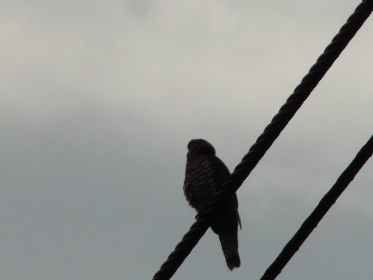 Hook-billed Kite - ML644858088