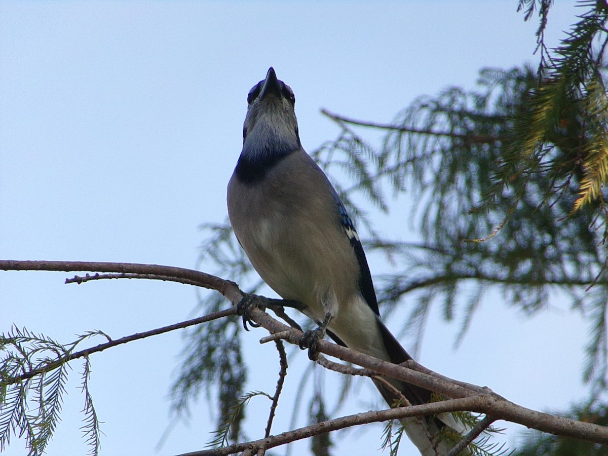 Geai bleu - ML644858090