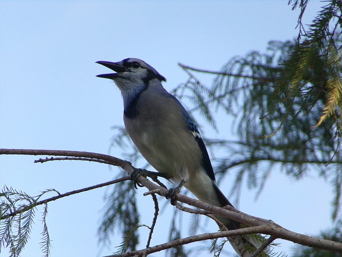 Geai bleu - ML644858091