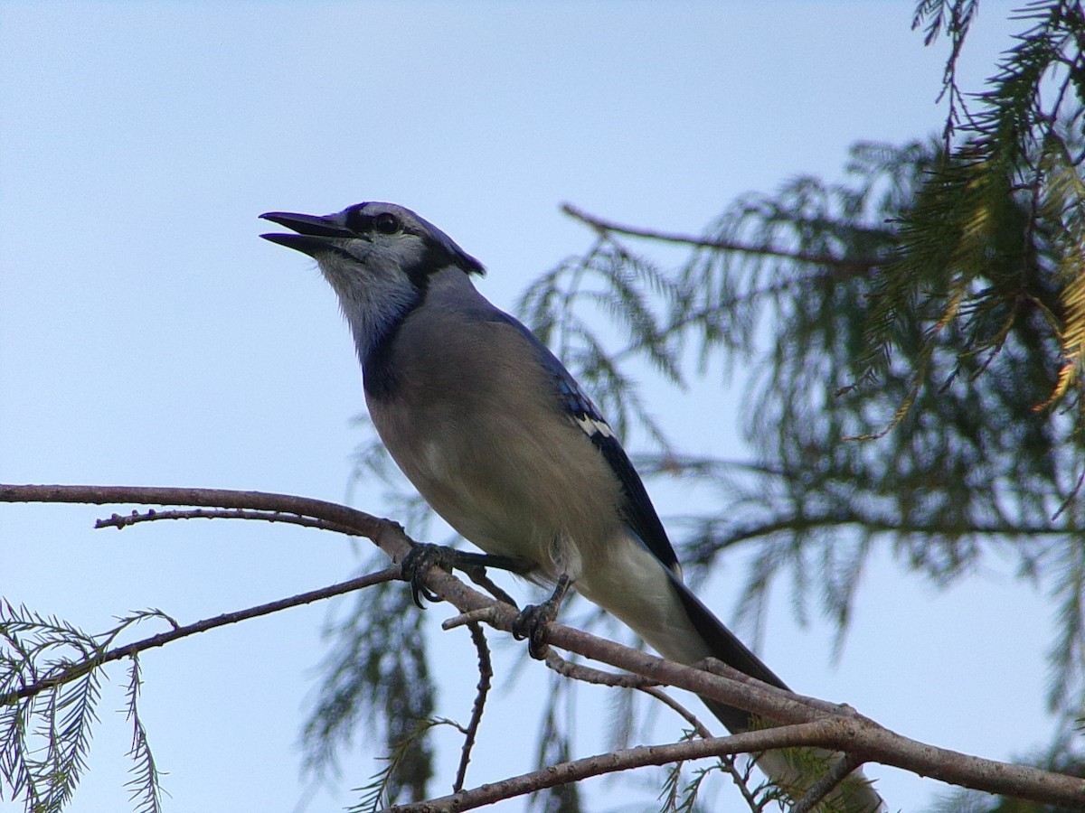 Geai bleu - ML644858092