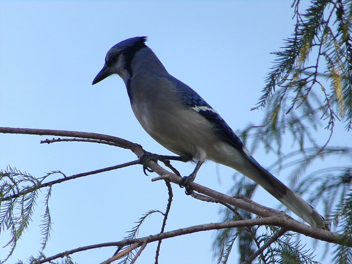 Geai bleu - ML644858093