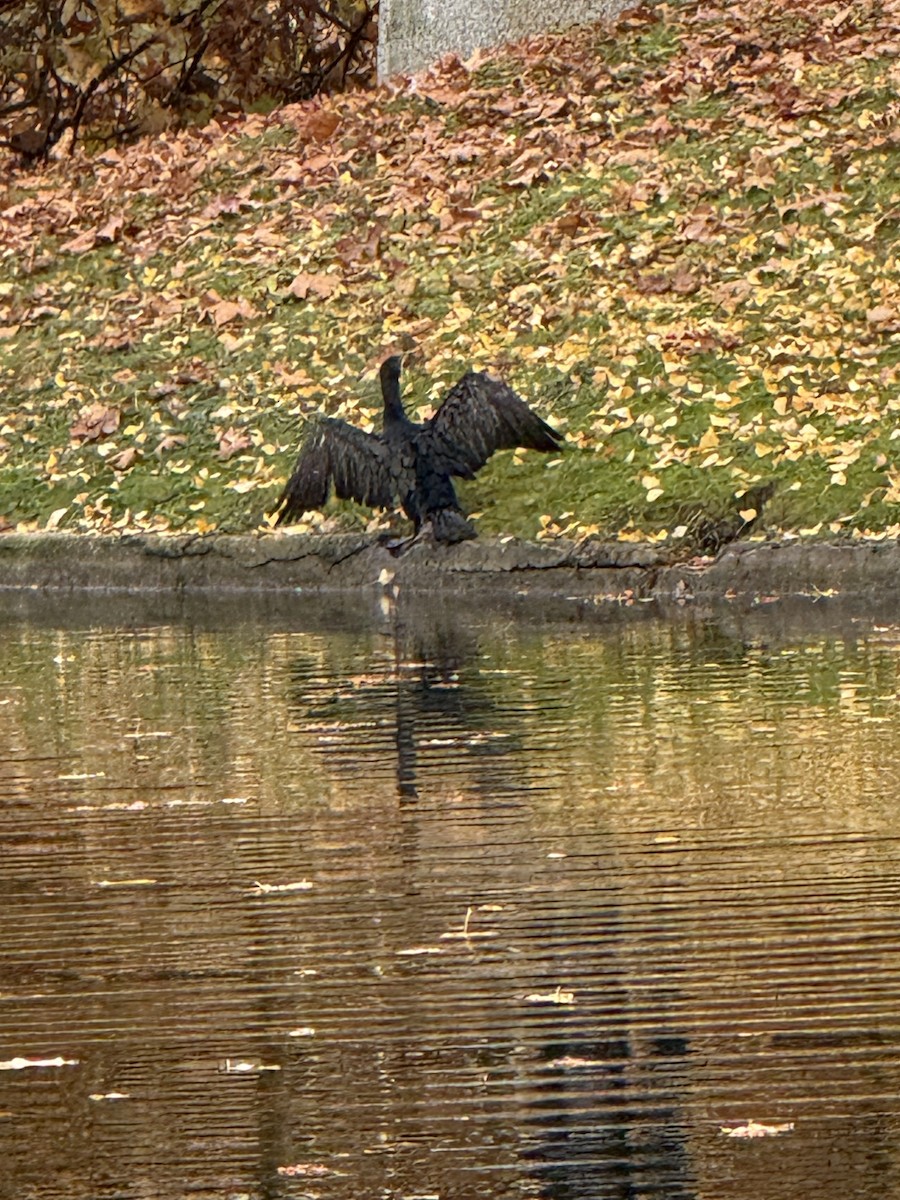 kormorán velký - ML644858100