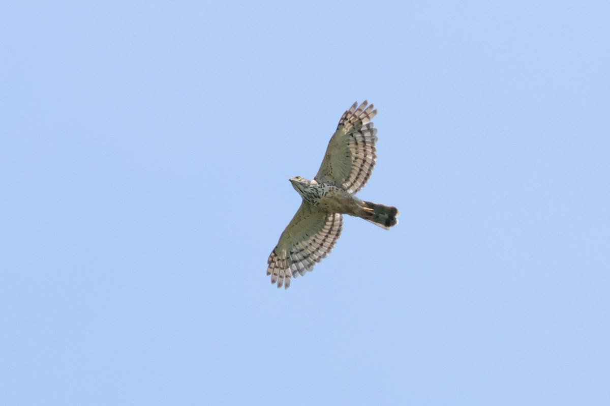 Crested Goshawk - ML644858105