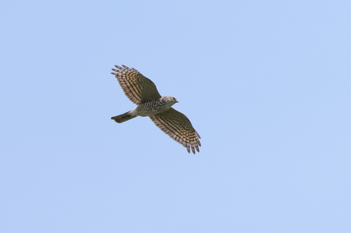 Japanese Sparrowhawk - ML644858130