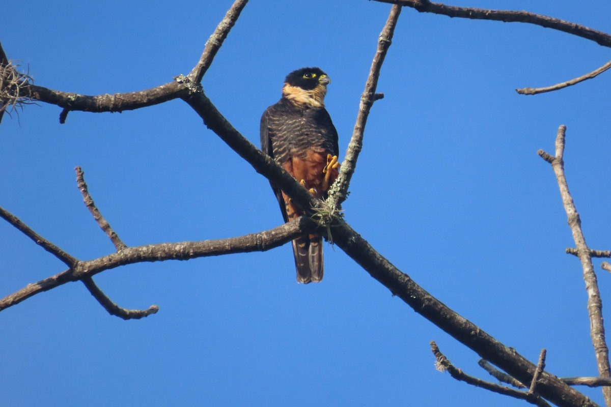 Bat Falcon - ML644858151