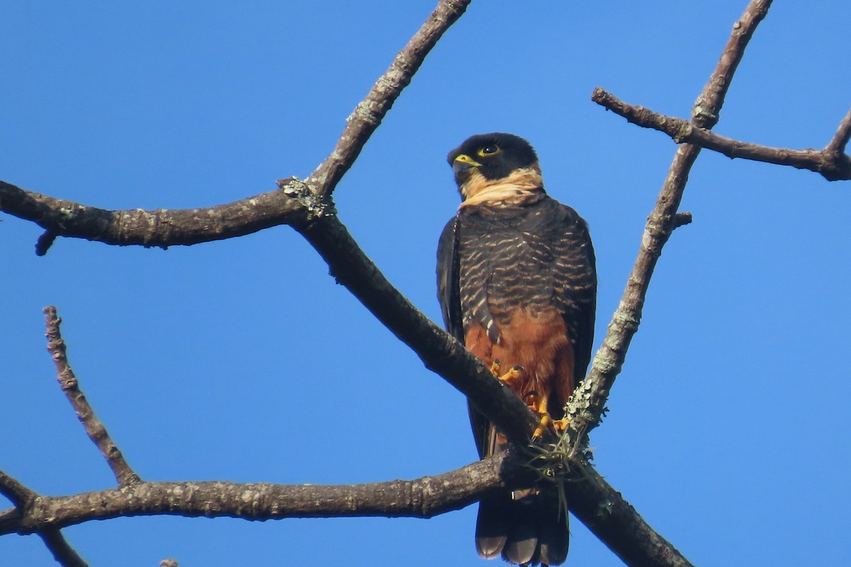 Bat Falcon - ML644858152