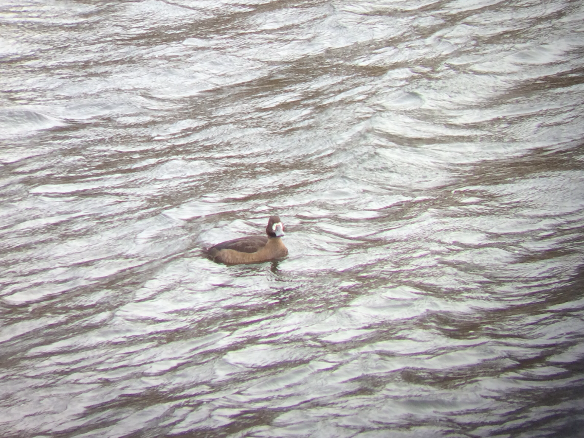Greater Scaup - ML644858163