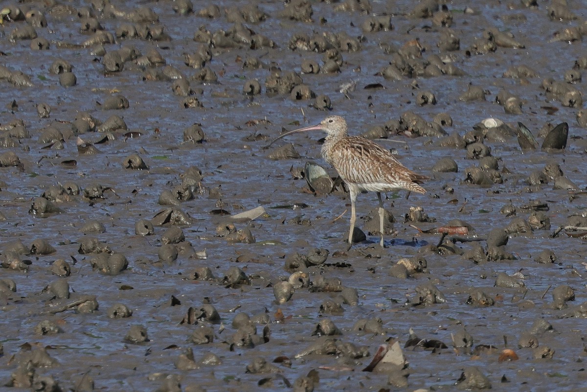 Eurasian Curlew - ML644858165