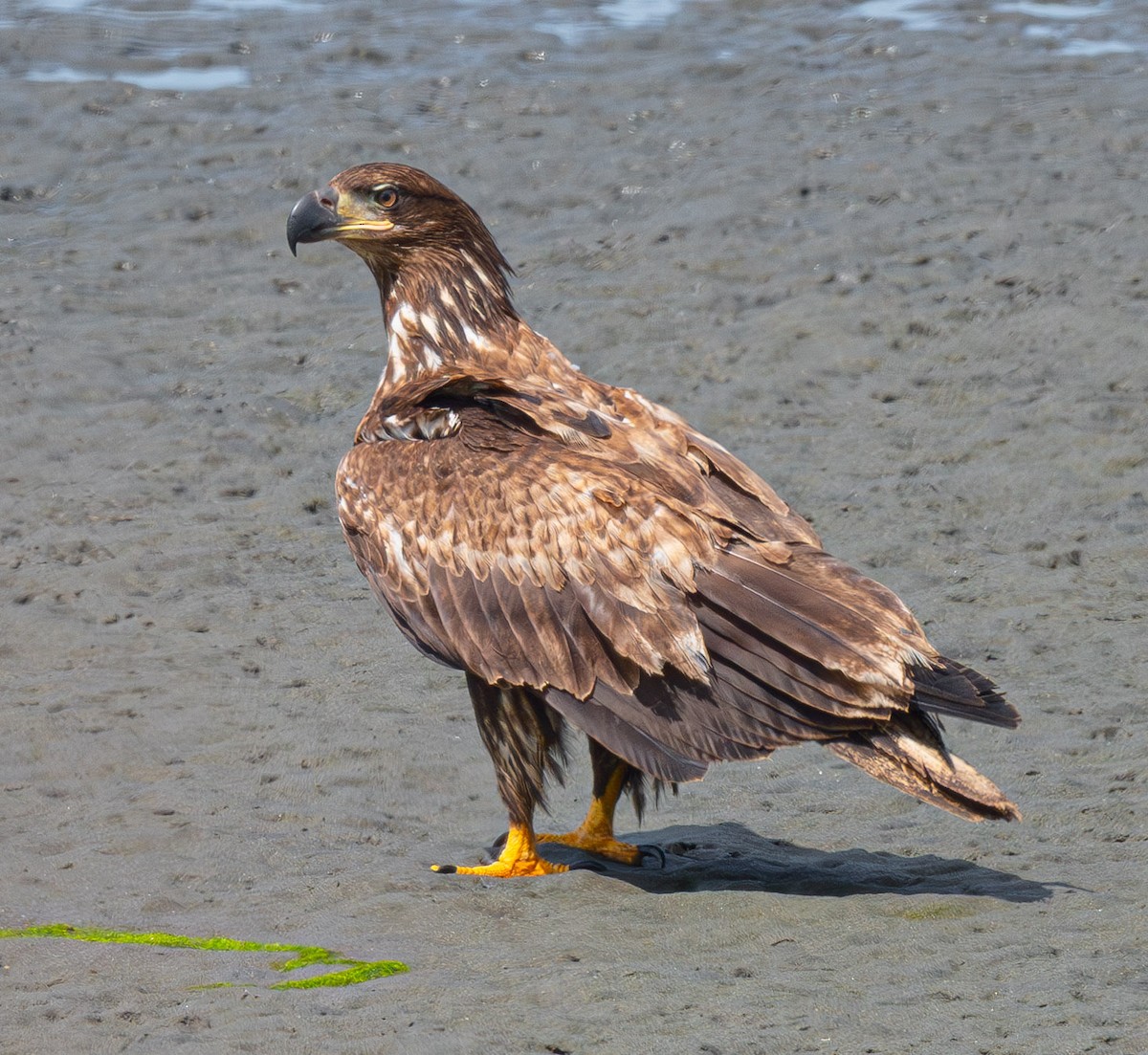 Bald Eagle - ML644858174