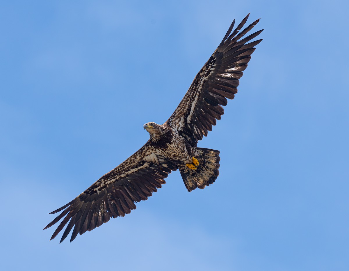 Bald Eagle - ML644858181