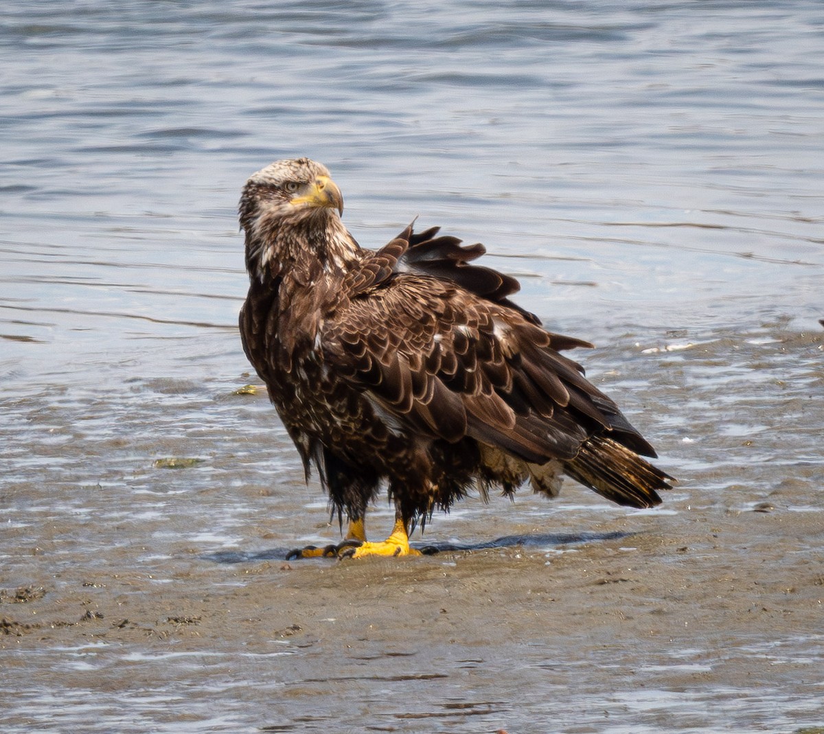 Bald Eagle - ML644858182