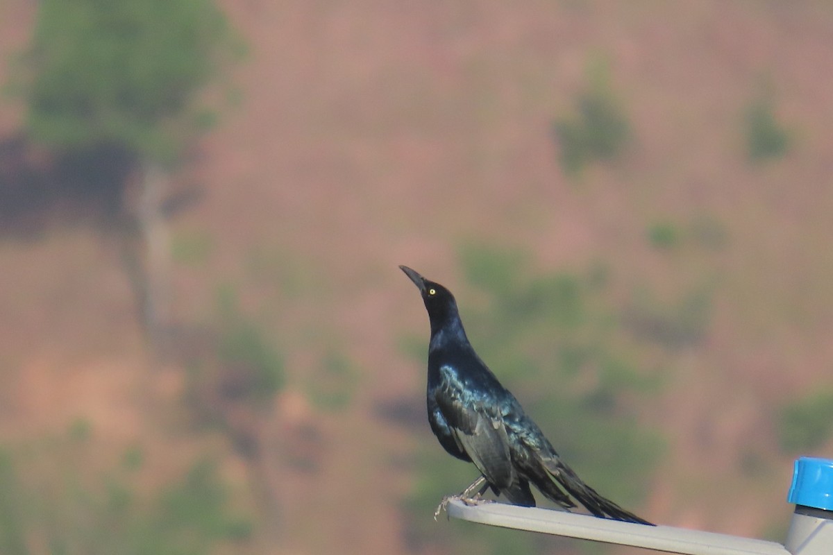 Great-tailed Grackle - ML644858186