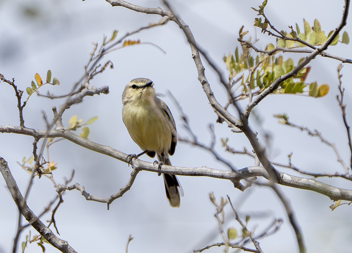 Bahia Wagtail-Tyrant - ML644858187