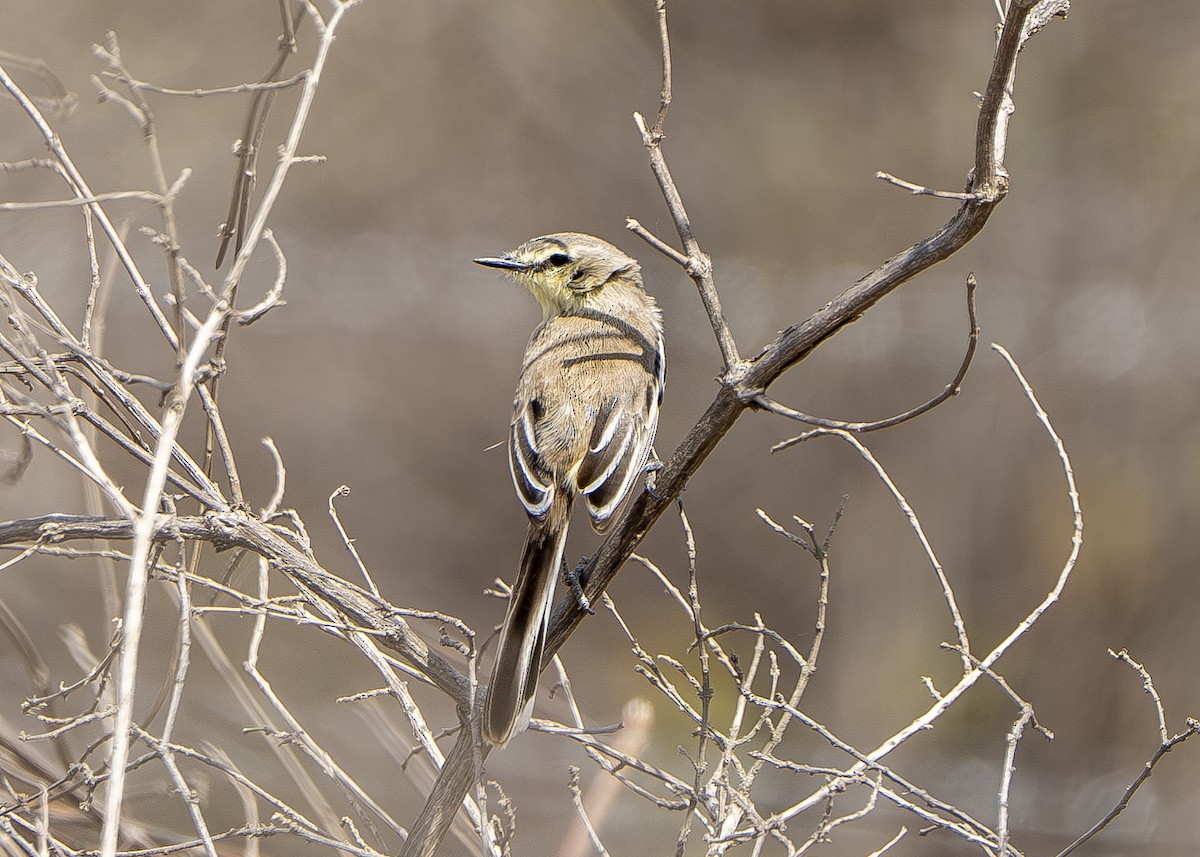 Bahia Wagtail-Tyrant - ML644858188