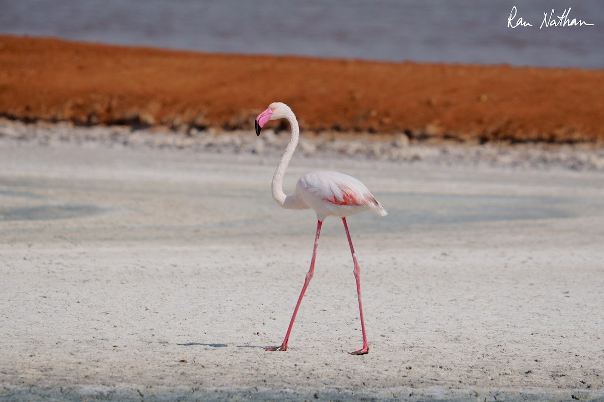 Fenicottero - ML644858189