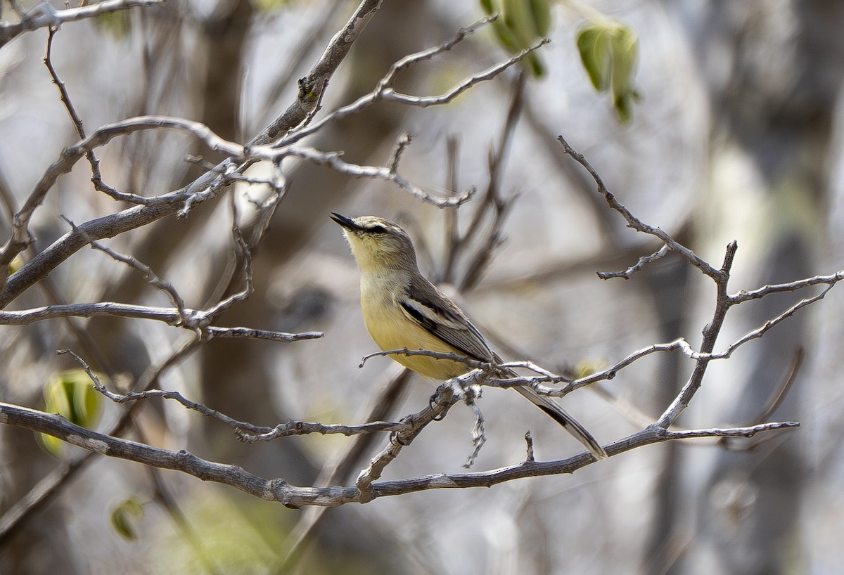 Bahia Wagtail-Tyrant - ML644858190
