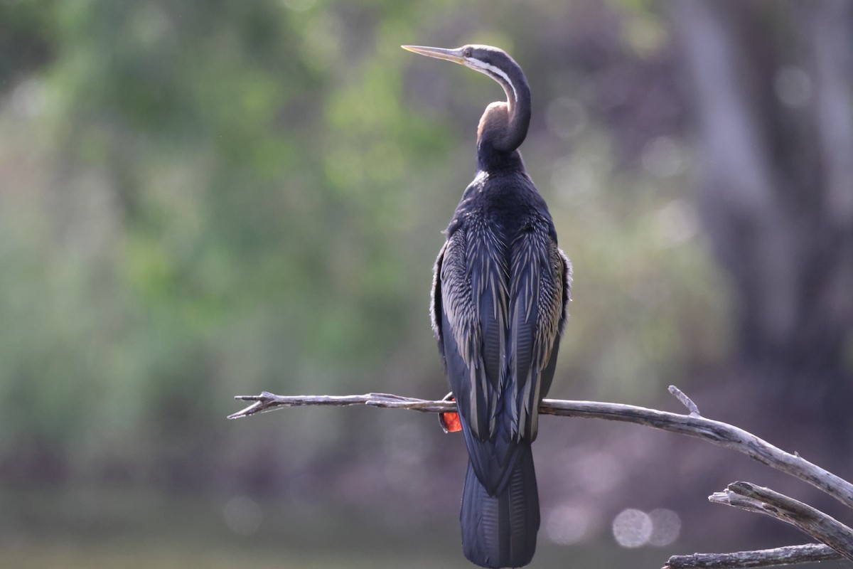 Australasian Darter - ML644858192