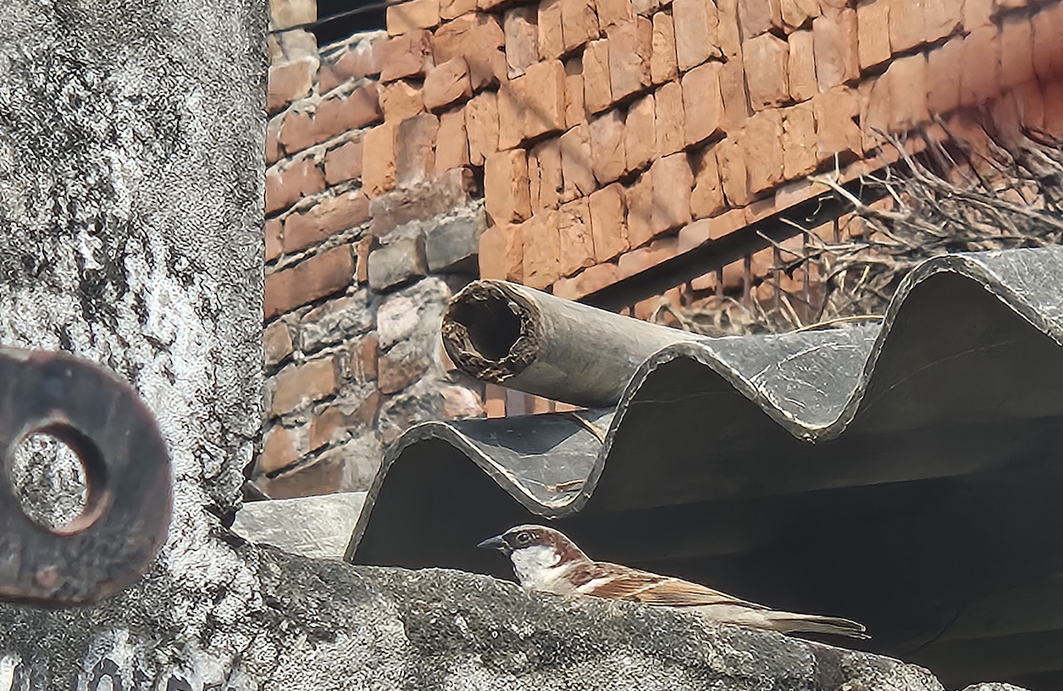 Passera oltremontana - ML644858193