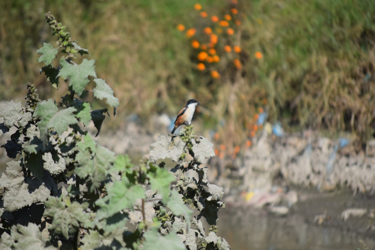 Long-tailed Shrike - ML644858196