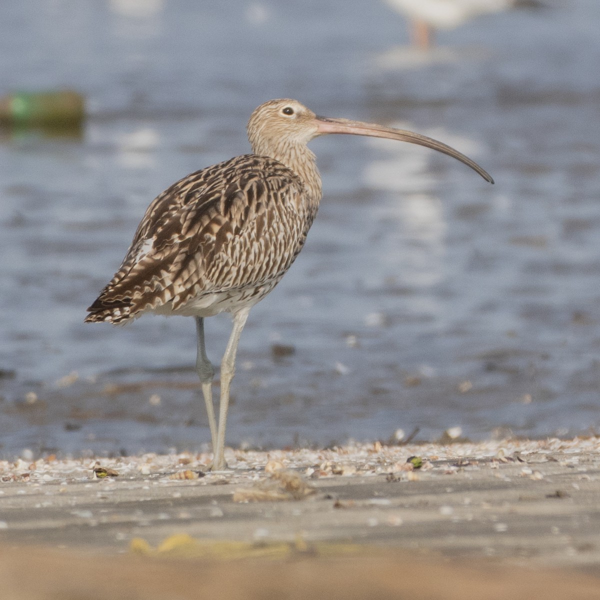 Chiurlo maggiore - ML644858197