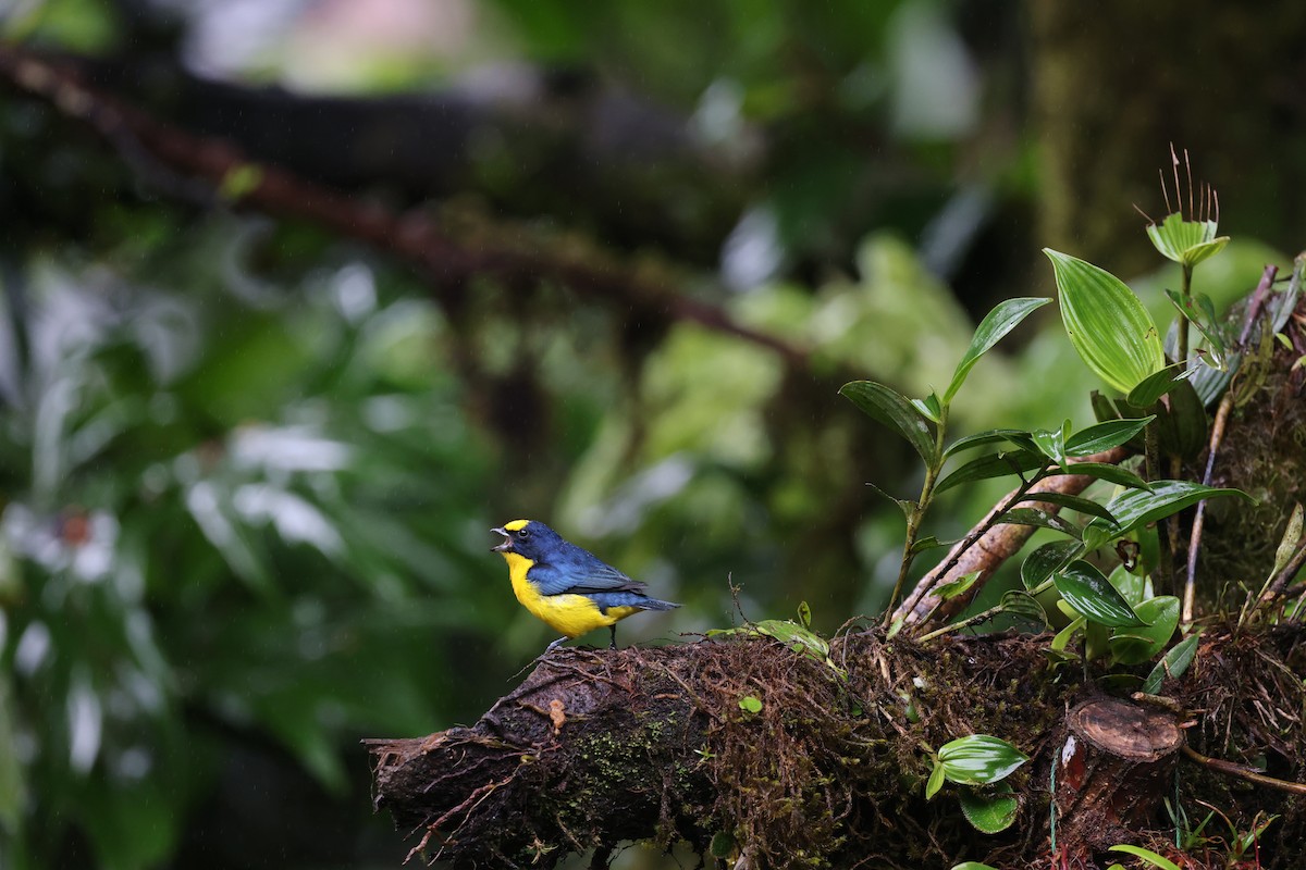 Thick-billed Euphonia - ML644858198