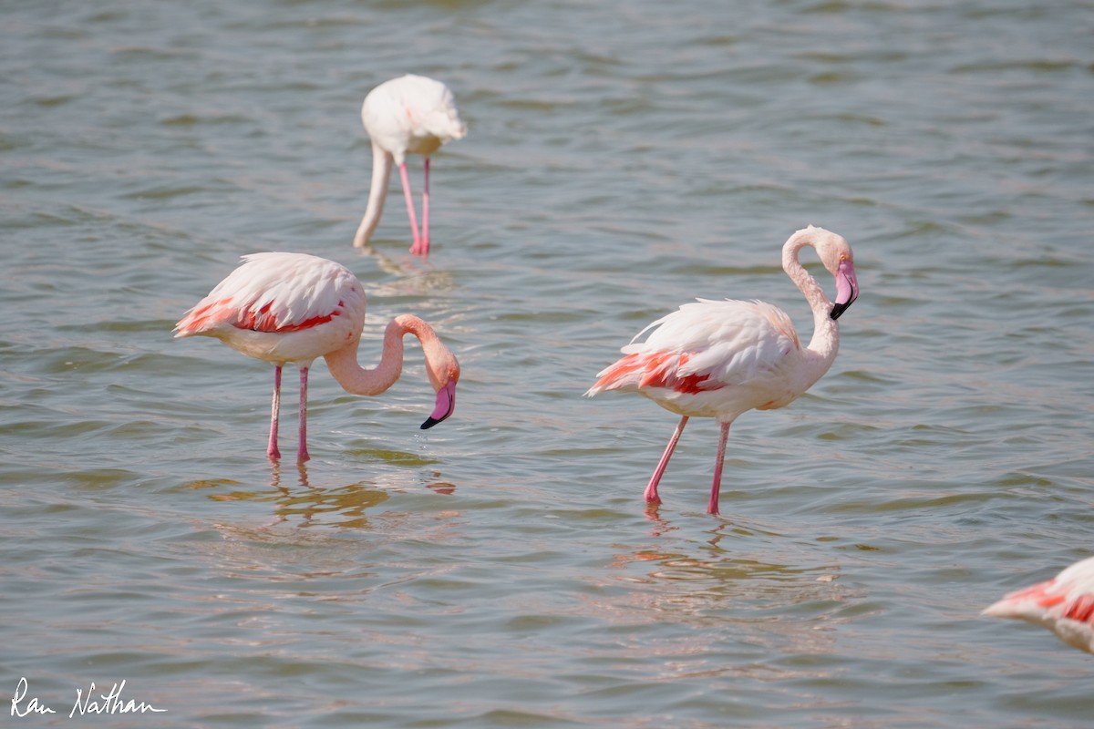 Fenicottero - ML644858199