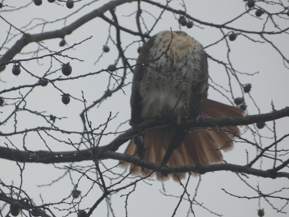 Poiana codarossa - ML644858200