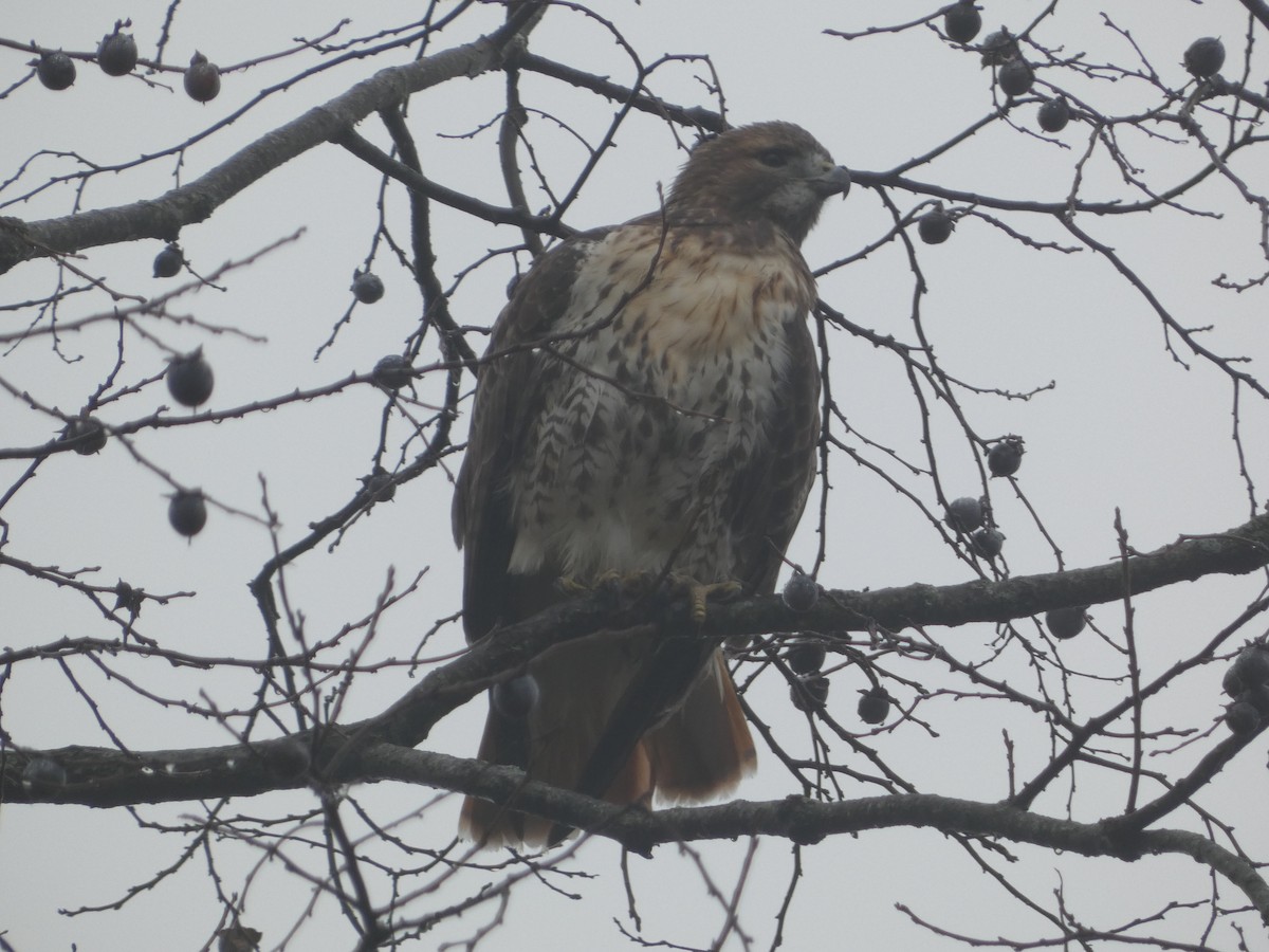 Poiana codarossa - ML644858201