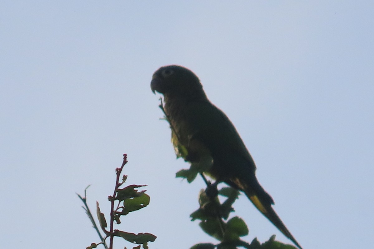 Olive-throated Parakeet - ML644858203