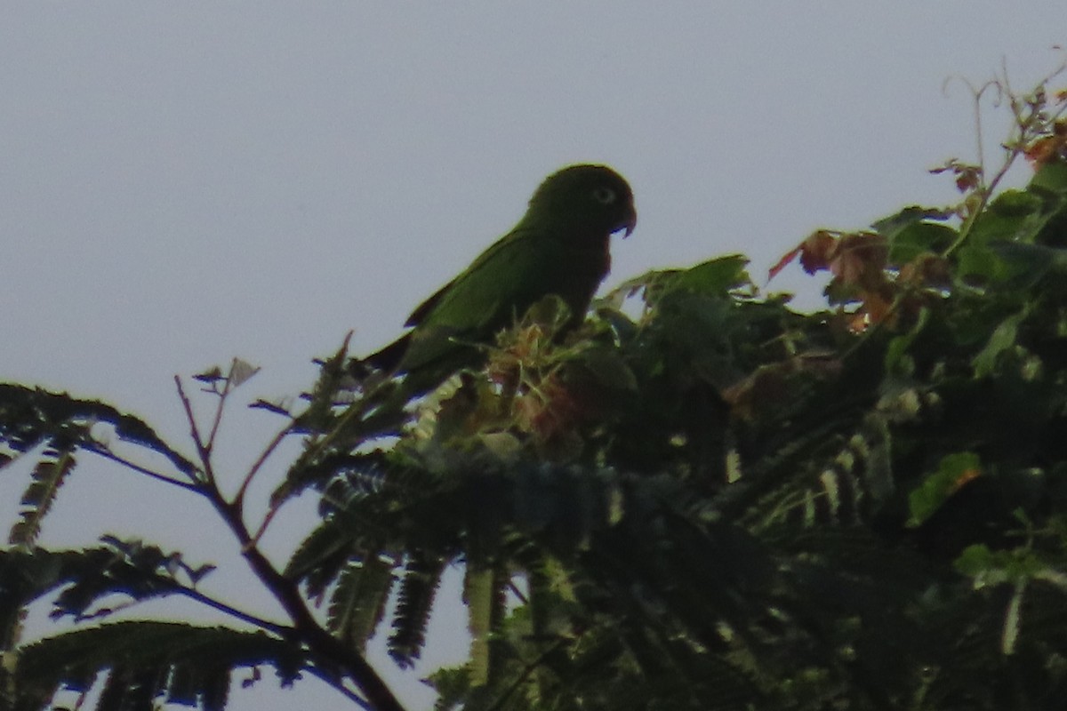 Olive-throated Parakeet - ML644858204