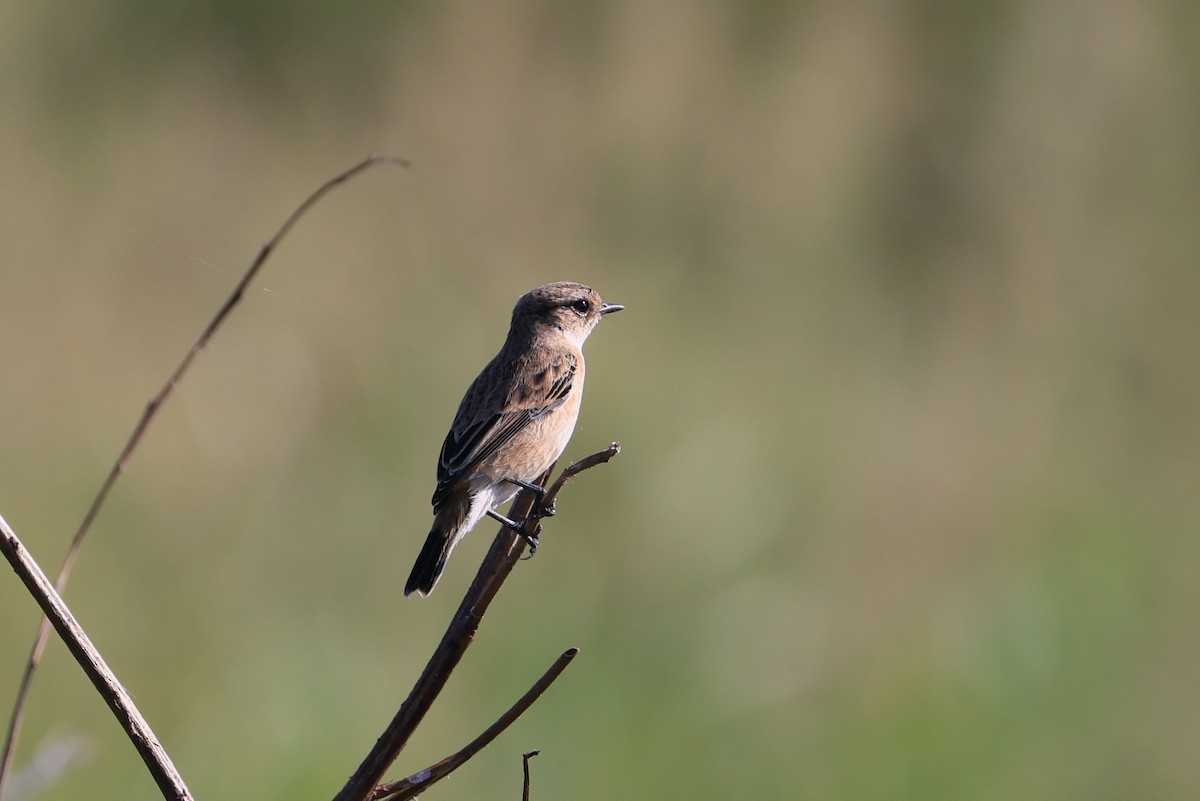 Amur Stonechat - ML644858207