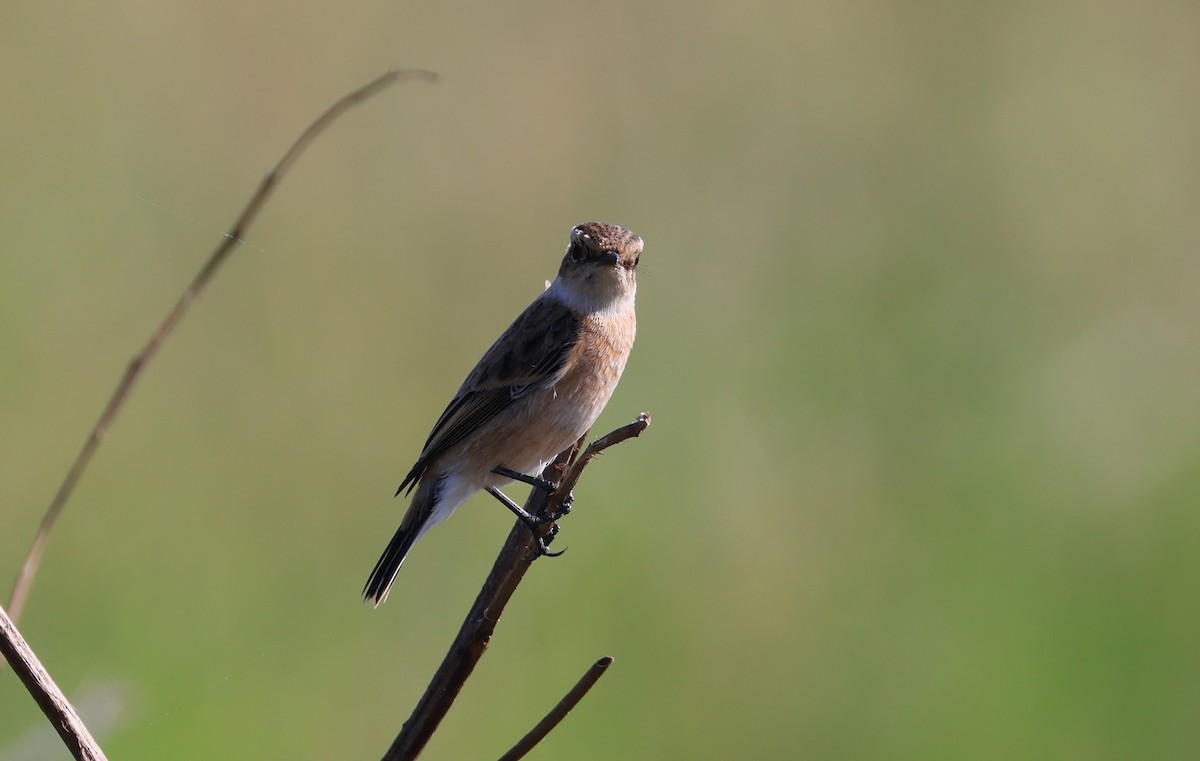 Amur Stonechat - ML644858208